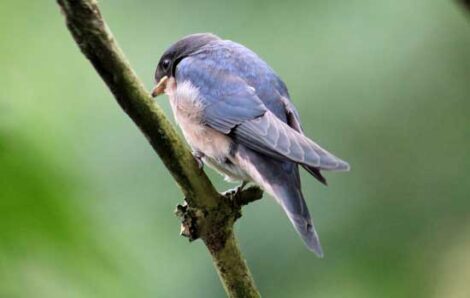 House Martin